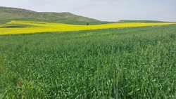 عکاس: مریم رحیمی، مکان: مزرعه گندم روستای دستگرد شهرستان کهگیلویه، زمان: بهار 1403